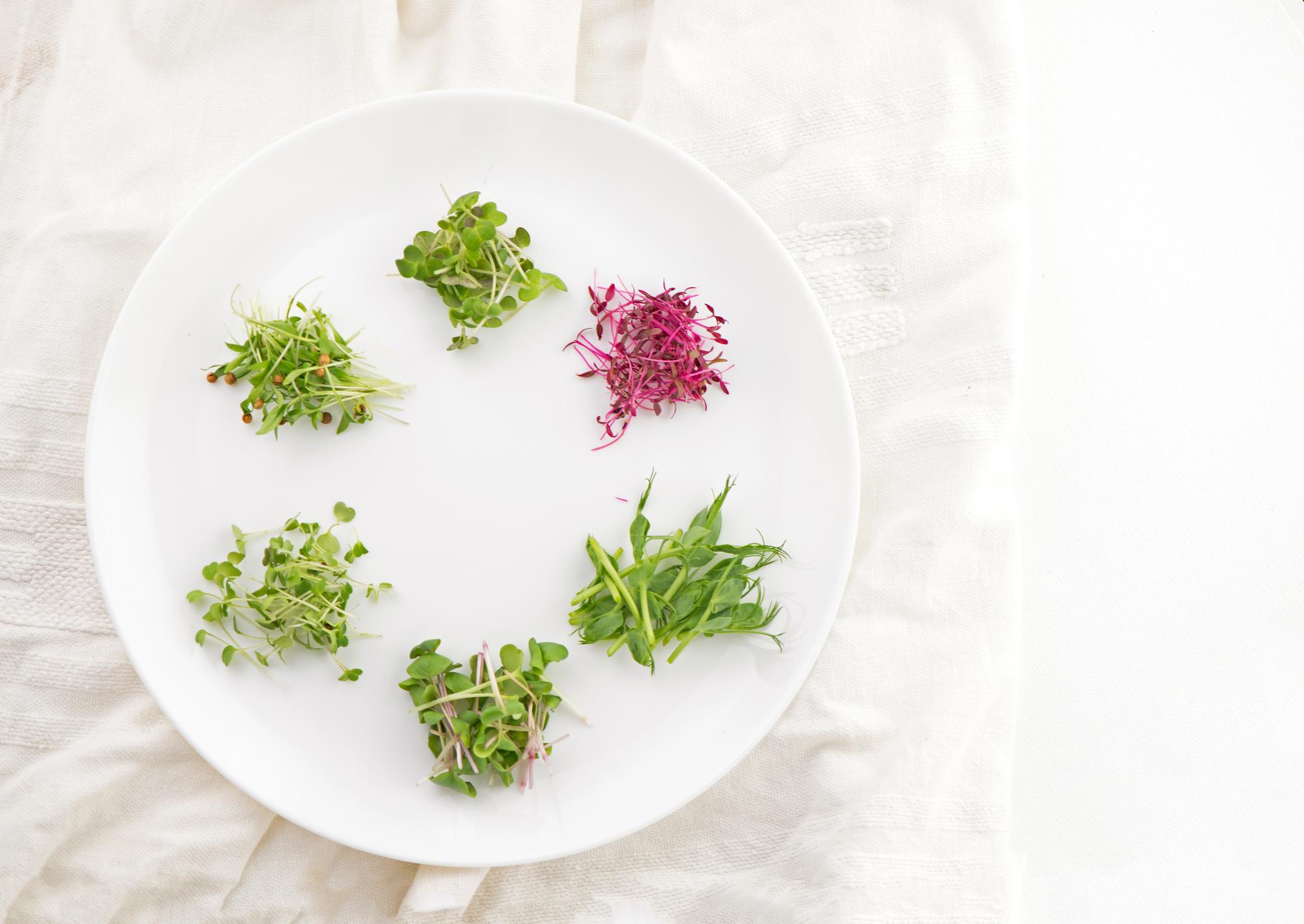 plated starter with microgreens and sauce smear